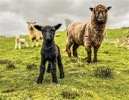 friendly lambs and sheep in Snowdonia Holidays Tyddyn Du Farm Eryri